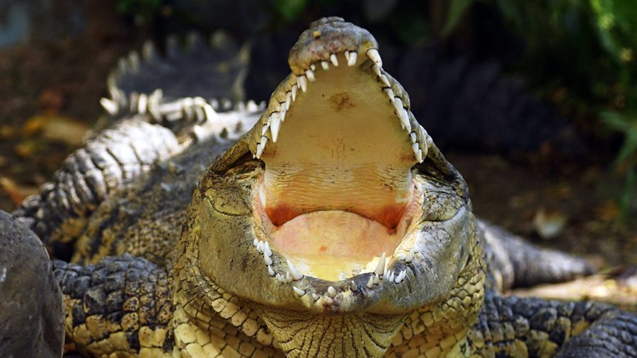 Crocodiles Ate a Missing Toddler Alive Leaving Behind Only the Skull