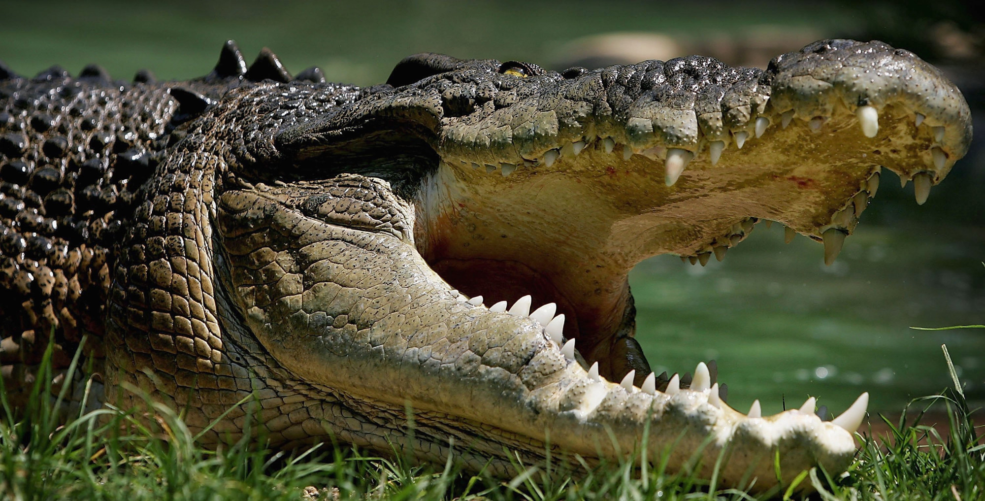 Mystery as Surgical Plate Found in 15-foot Crocodile's Stomach