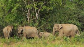 Boycott Urged After Photo of Emaciated Sri Lanka Elephant Emerges