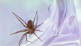 Doctors Find Venomous Spider in Missouri Woman’s Ear