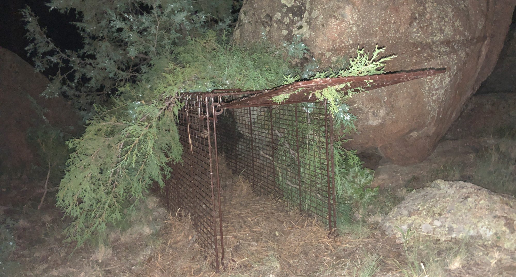 Wildlife officers set a trap