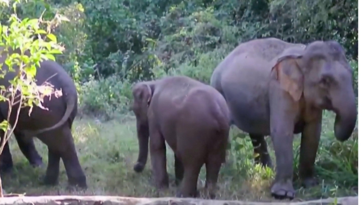 Thai Elephants feat image