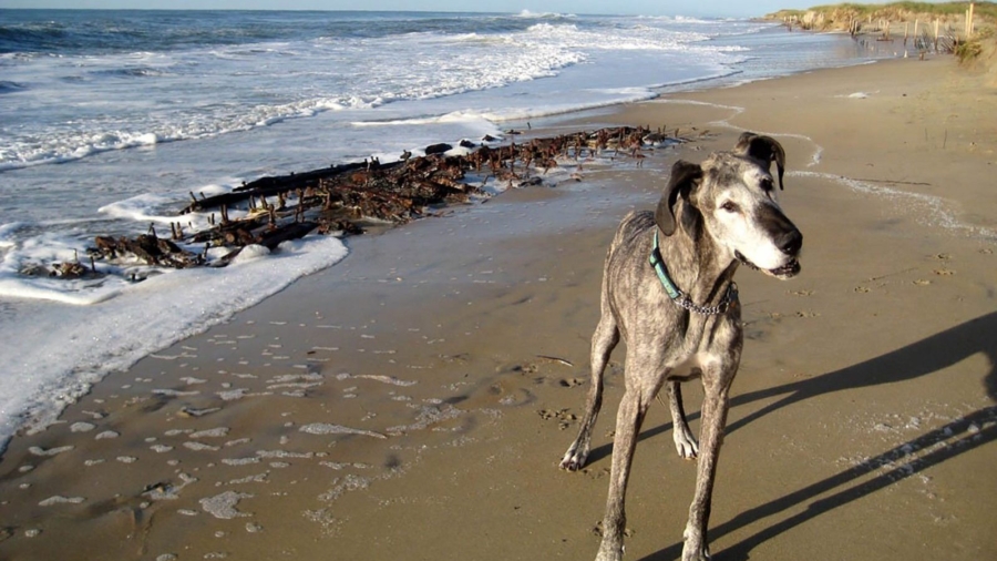 Man Discovers Shipwreck While Walking His Dog on the Beach