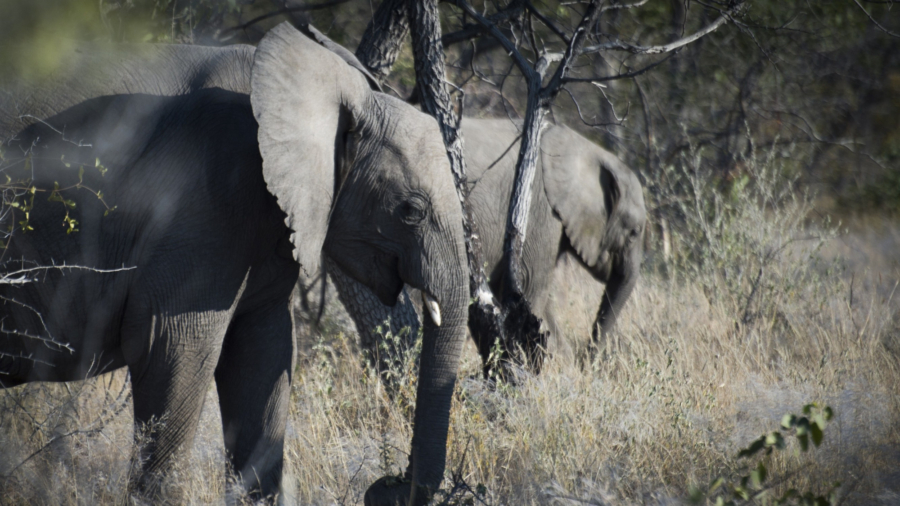 Australian Tourist Killed by Elephant in Namibia