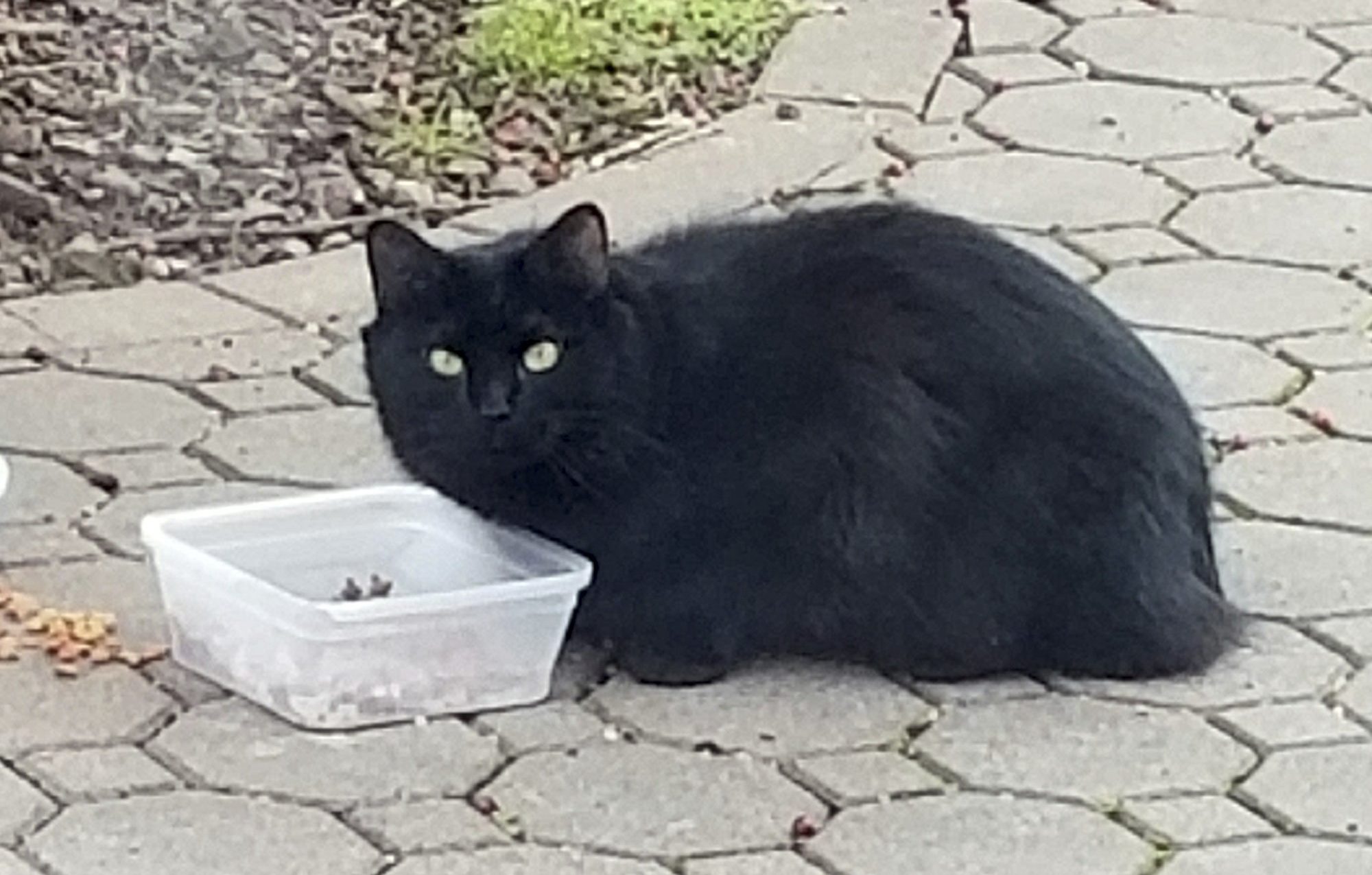 Cat Missing for Five Years Found 1,200 Miles Away, Reunites With Owner