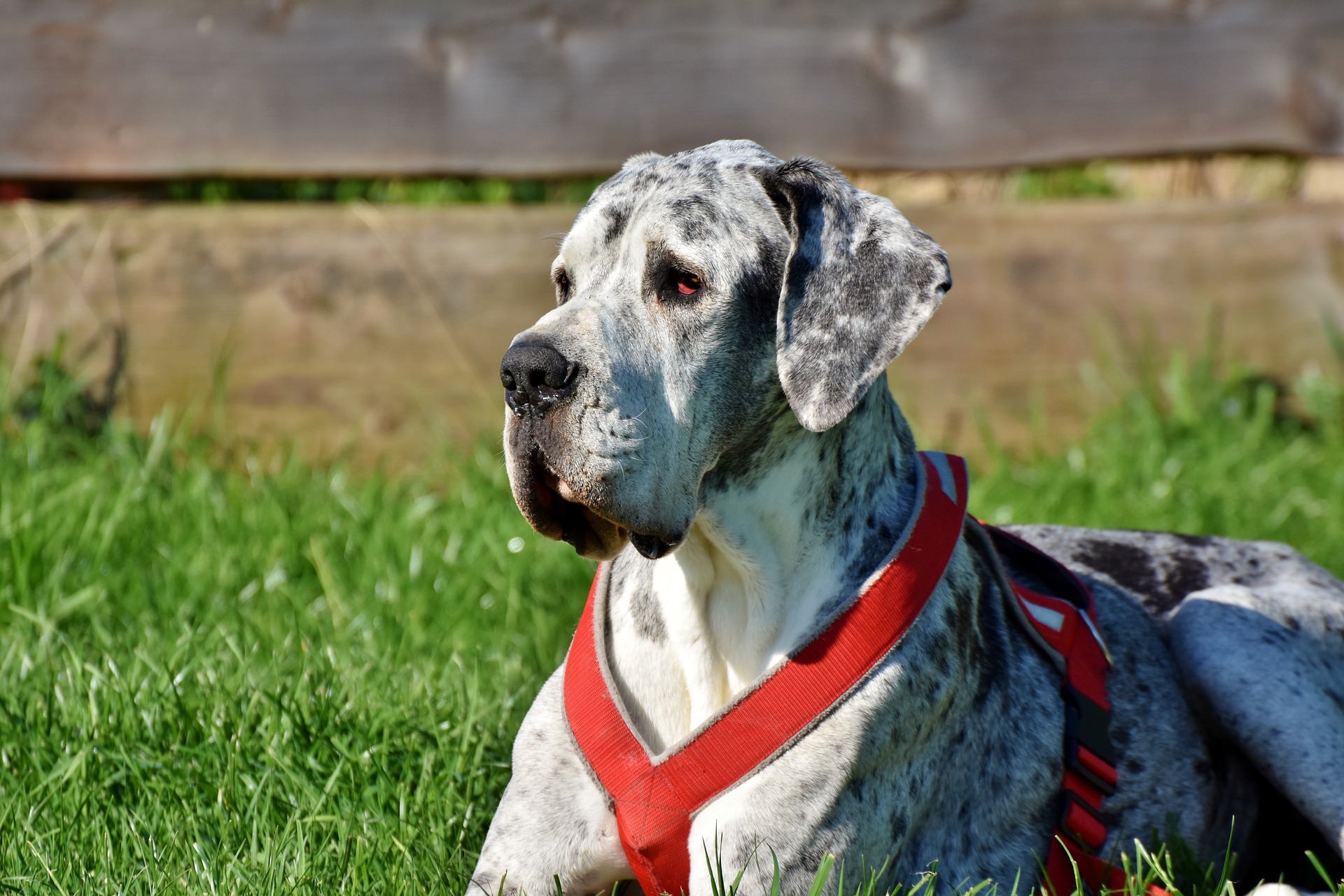Great Dane dog