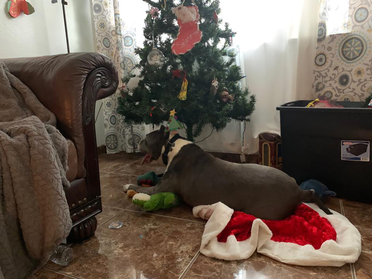 Fresno Bully Rescue 1