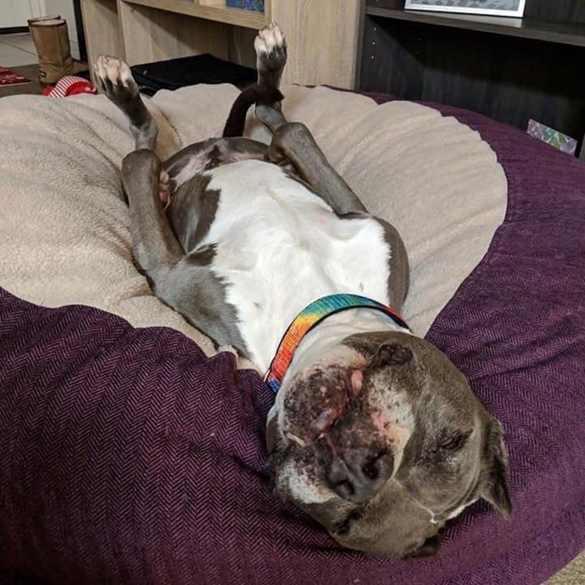 Shelter Dog Adoption 4