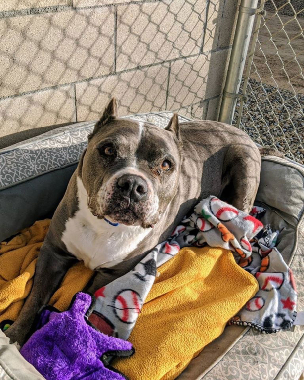 9-year-old pit bull mix Seamus