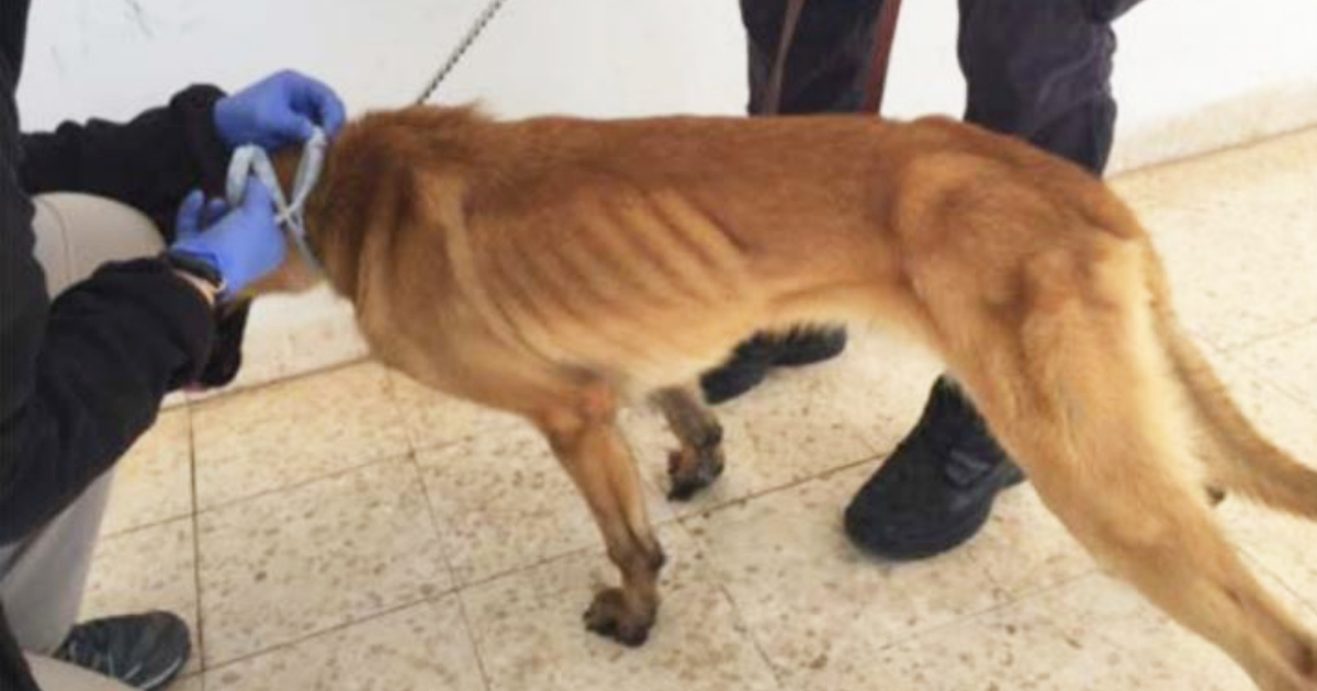  Underweight Jordan canine. Source: CVC photo taken in Jordan in April 2018.