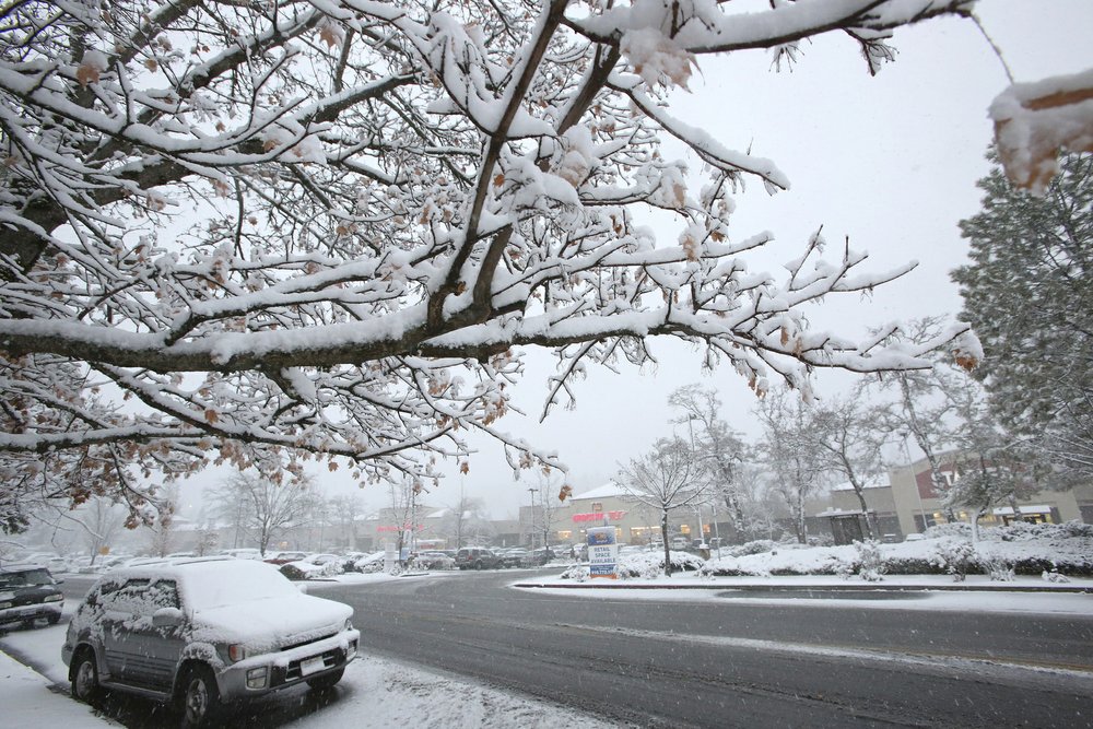 snow on tree
