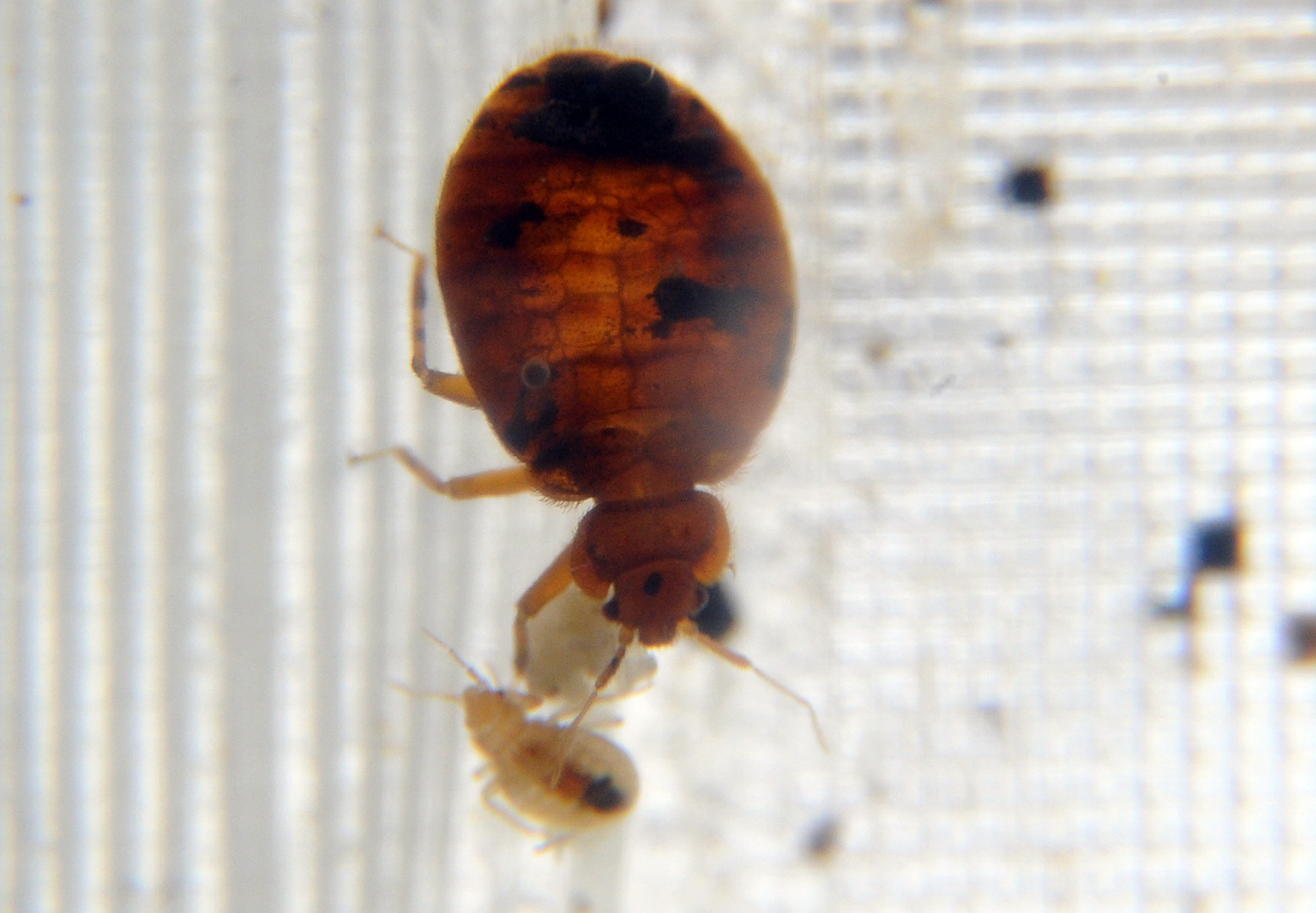 Bed bugs crawl around in a container on display 