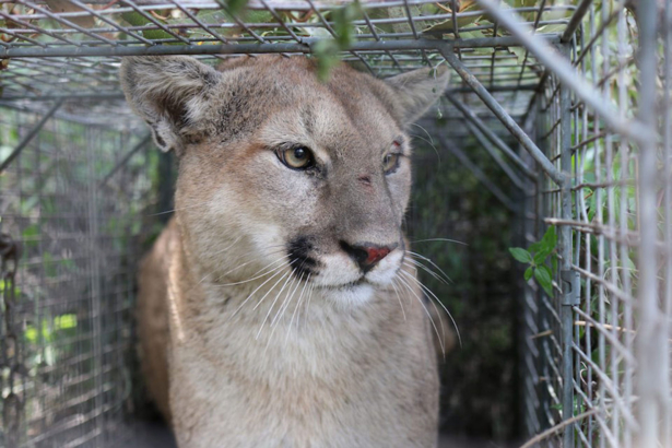 California-Mountain-Lion