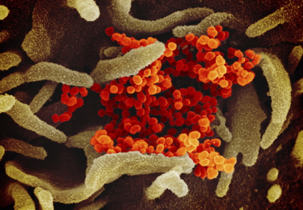 new-coronavirus-image