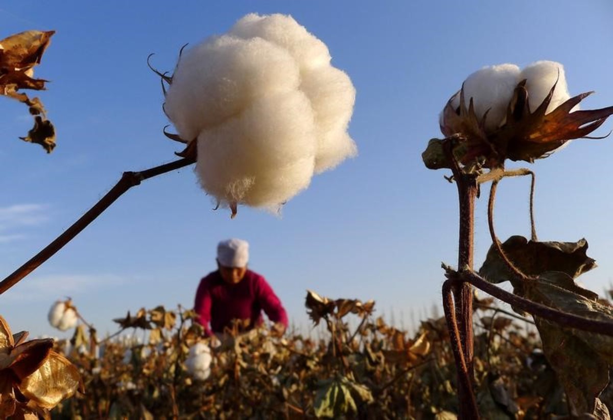 A farmer-cotton field