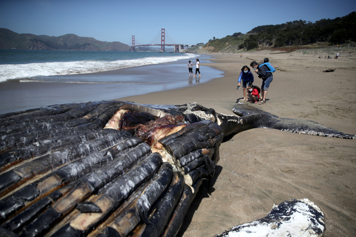 Decomposed Juvenile Humpback Whale-beach