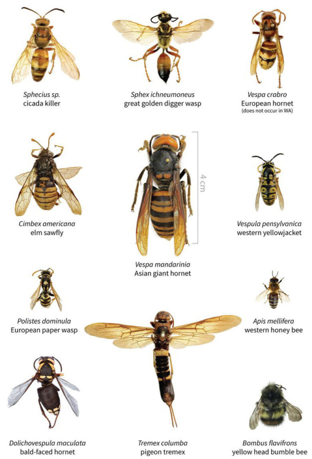 A size comparison of the Asian giant hornet and several other insects