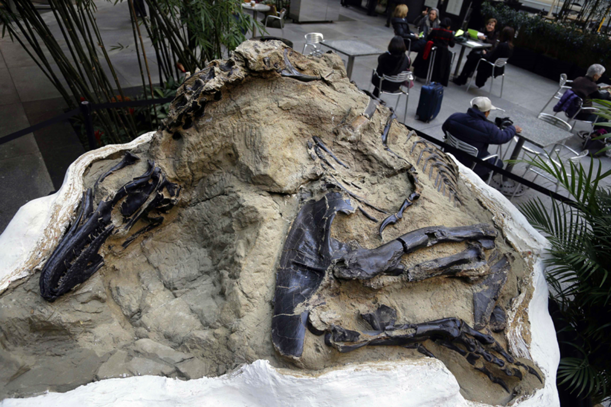 Dinosaurs’ fossils is displayed