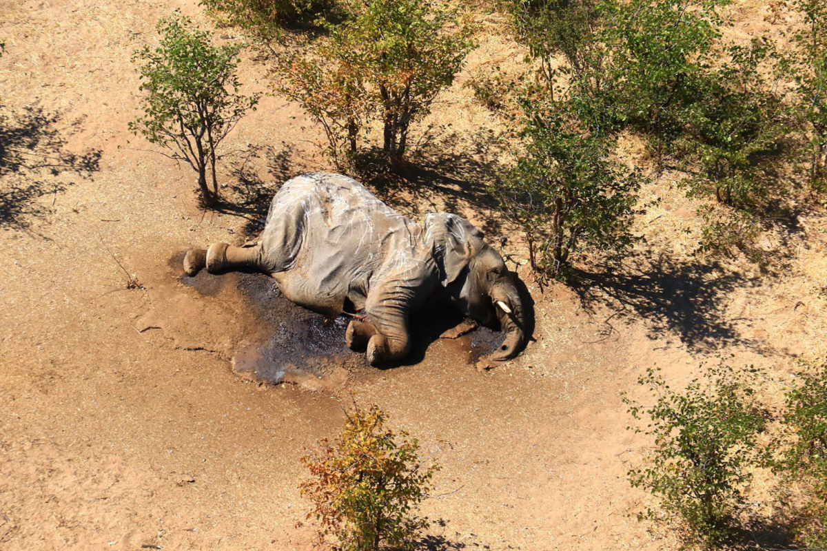 Botswana-Dead Elephants-2
