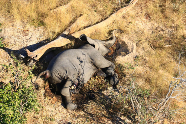 Botswana-Dead Elephants-3