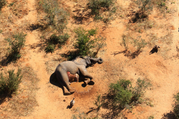 Botswana-Dead Elephants
