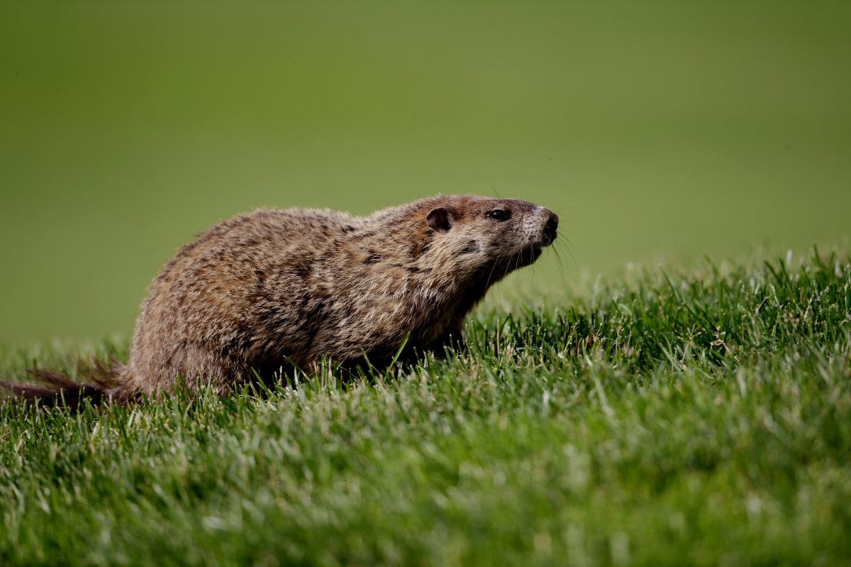 A groundhog