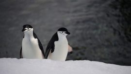 Australia Pledges Millions: Antarctica Surveillance