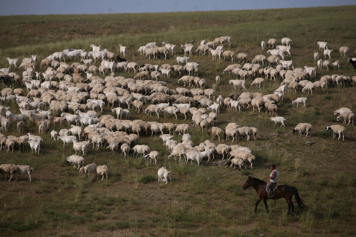 A herdsman pastures sheep