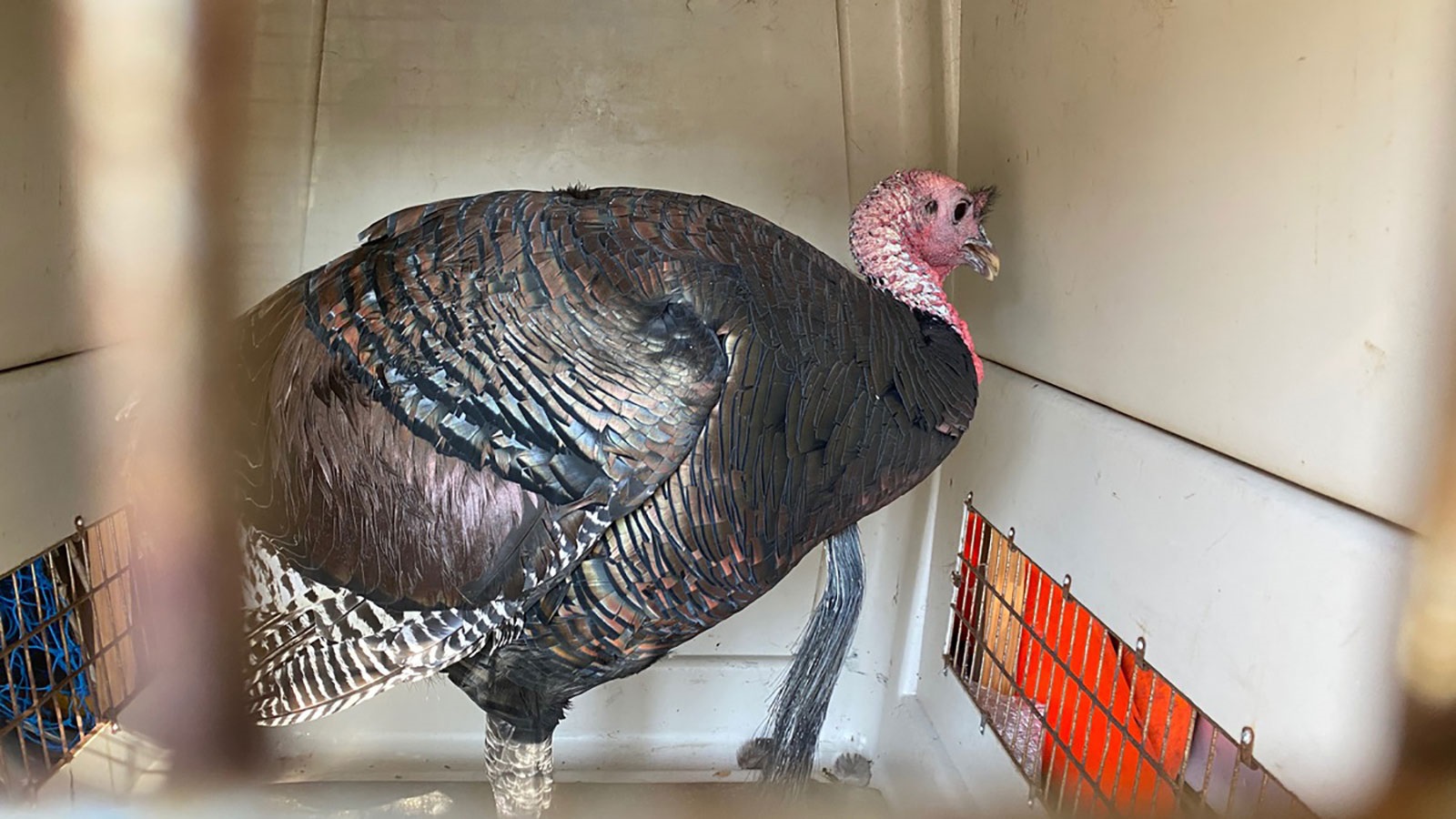 An Aggressive Turkey Named ‘Gerald’ That Terrorized An Oakland ...