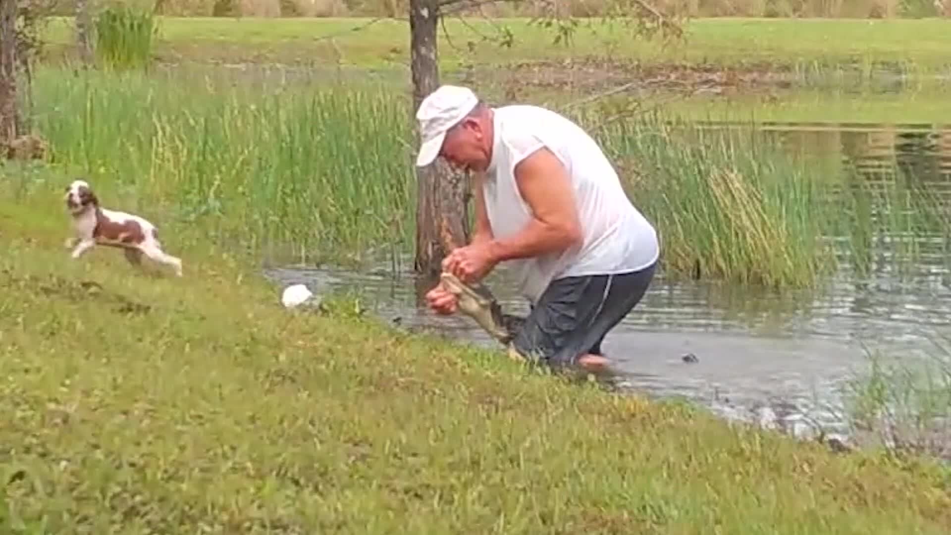Florida Retiree Wrestles Puppy From Jaws of Alligator