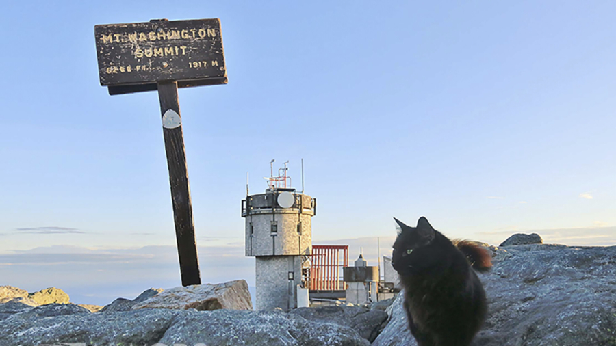 Cat at Northeast’s Highest Peak Dies After 12 Years on Duty
