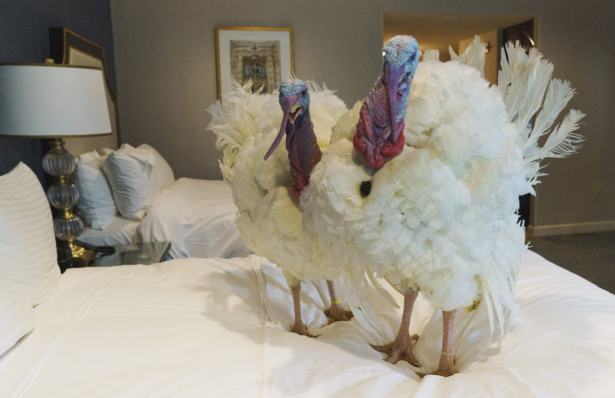 Corn, left, and Cob, two turkeys from Iowa