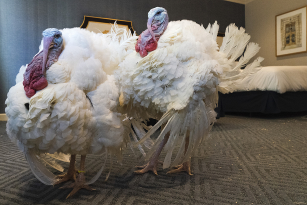 Corn, left, and Cob, two turkeys from Iowa