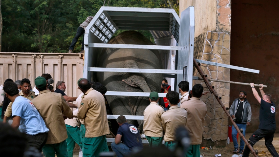‘World’s Loneliest Elephant’ Arrives Safely in Cambodia