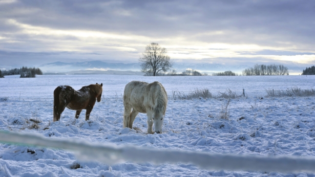 Two horses in the freshly fallen snow