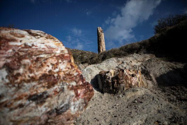 fossilised-trees
