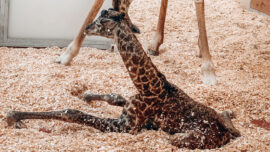 Baby Giraffe Dies at Nashville Zoo After Being Stepped on by Mother