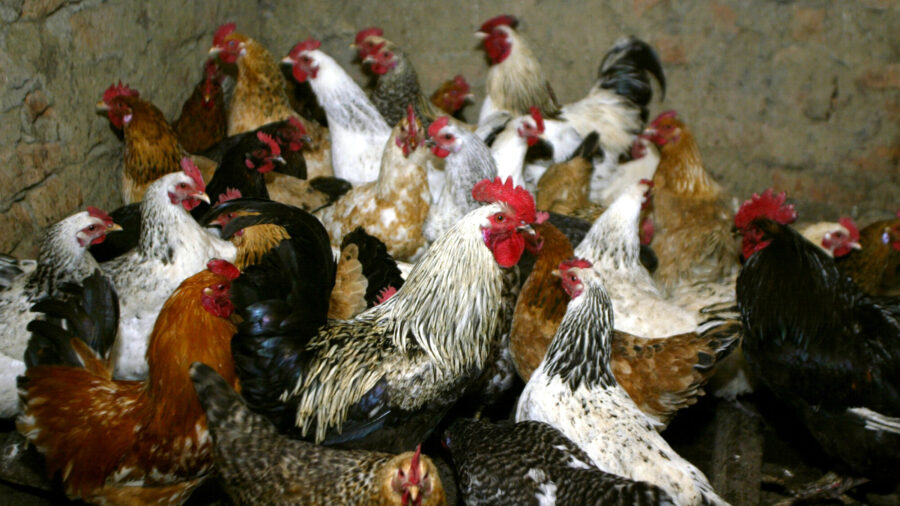 Russia Reports World's First Case of Human Infection With H5N8 Bird Flu