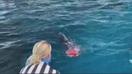 Florida Dolphin Says Chiefs Will Win Super Bowl