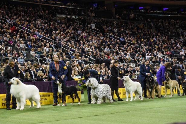 Kennel Club dog show