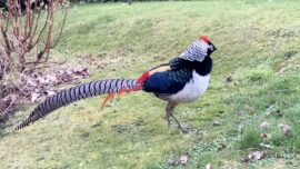 Rare Exotic Bird Spotted in Scotland