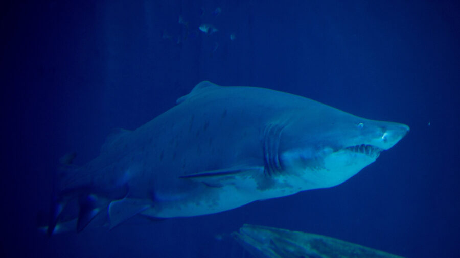 Tiger Sharks Eat Whale Carcass That Drifted Ashore in Hawaii