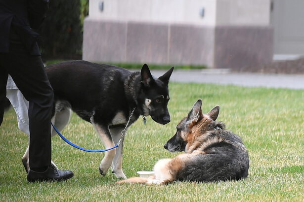 Biden's dogs