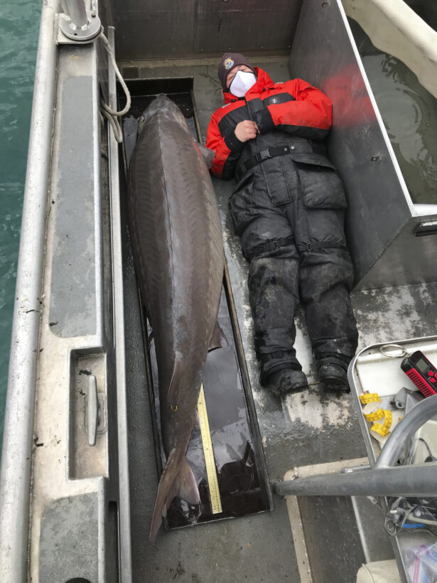 Huge fish