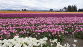 Washington Holds One of the Largest Tulip Festivals