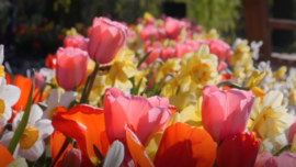 UK Tulip Festival Arrives as Lockdown Lifts