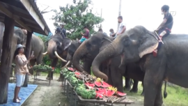 93-Year-Old Throws Birthday Party for Pet Elephants