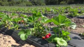 California Predicts Larger Strawberry Crop