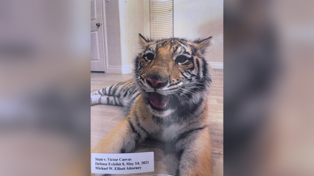 missing tiger