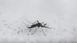 Bill Gates-Funded Company Releases Genetically Modified Mosquitoes in US